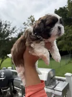 Otis, a male Shih Tzu for sale in Clayton, NC – 1 of 4