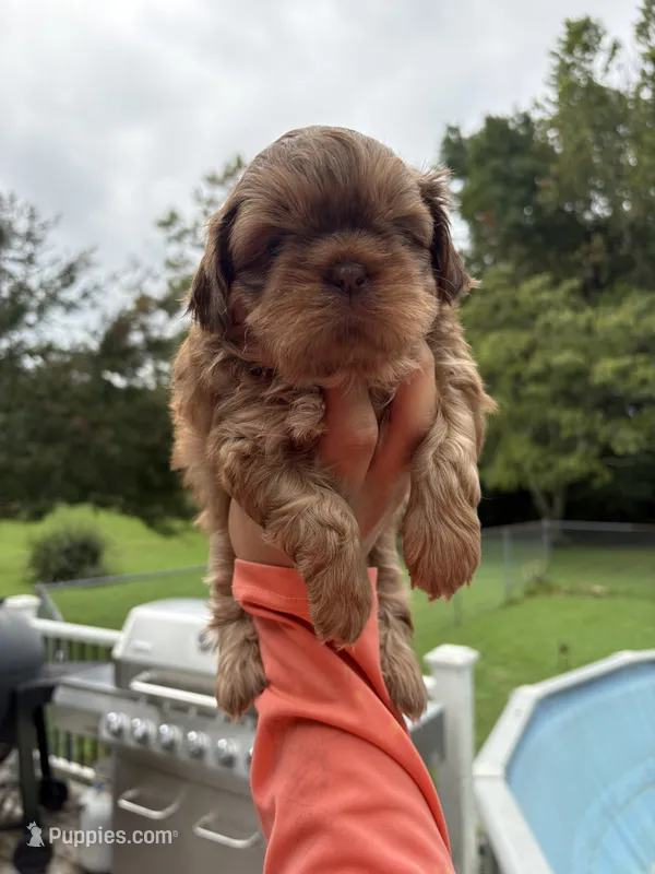 Cinnamon – Shih Tzu puppy for sale in Clayton, NC