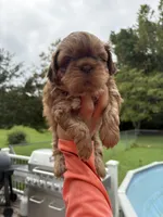 Cinnamon, a female Shih Tzu for sale in Clayton, NC – 1 of 3