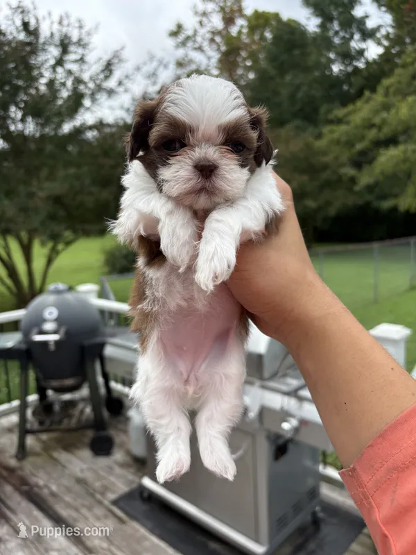 Little bit – Shih Tzu puppy for sale in Clayton, NC