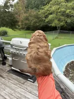 Cinnamon, a female Shih Tzu for sale in Clayton, NC – 3 of 3