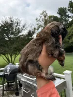 Jax, a male Shih Tzu for sale in Clayton, NC – 2 of 4