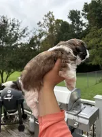 Otis, a male Shih Tzu for sale in Clayton, NC – 3 of 4
