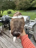 Otis, a male Shih Tzu for sale in Clayton, NC – 4 of 4