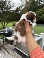 Little bit, a female Shih Tzu for sale in Clayton, NC – 2 of 3