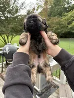 Jax, a male Shih Tzu for sale in Clayton, NC – 4 of 4