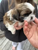 Otis, a male Shih Tzu for sale in Clayton, NC – 2 of 4