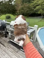 Little bit, a female Shih Tzu for sale in Clayton, NC – 3 of 3
