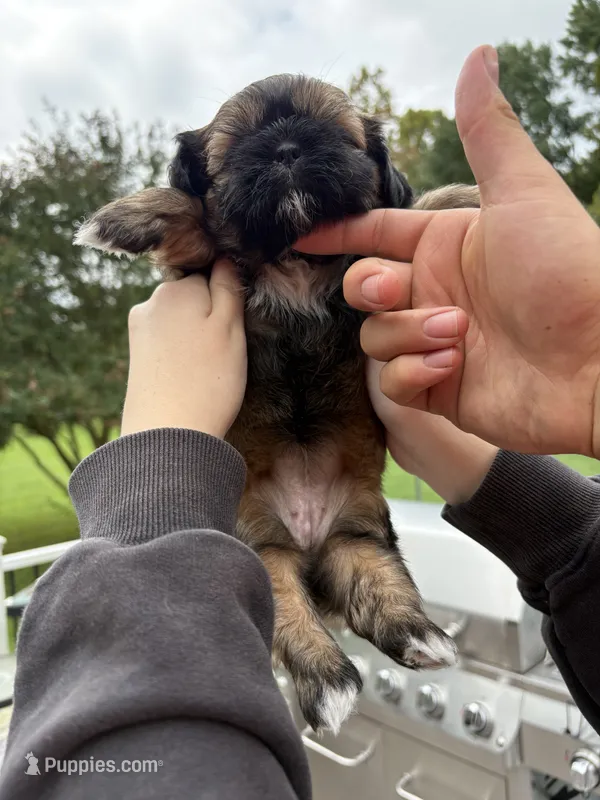 Coco – Shih Tzu puppy for sale in Clayton, NC