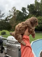 Cinnamon, a female Shih Tzu for sale in Clayton, NC – 2 of 3