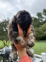 Jax, a male Shih Tzu for sale in Clayton, NC – 1 of 4