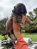 Coco, a female Shih Tzu for sale in Clayton, NC – 2 of 4