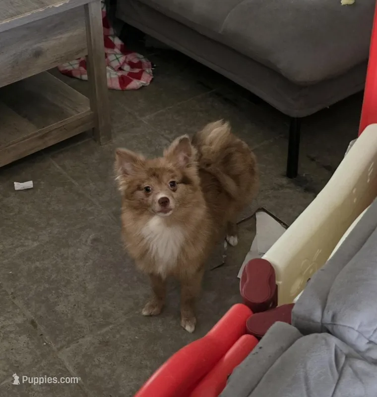 Aki – Pomeranian puppy for sale in Ellenton, FL