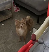 Aki, a female Pomeranian for sale in Ellenton, FL – 1 of 3