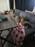 Aki, a female Pomeranian for sale in Ellenton, FL – 1 of 1