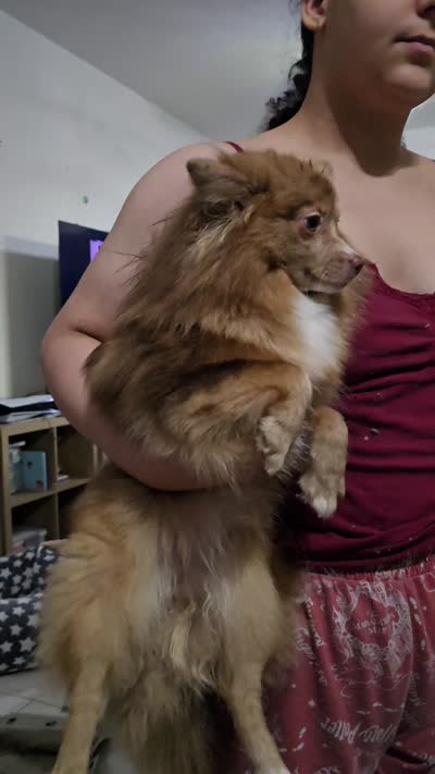 Aki, a female Pomeranian for sale in Ellenton, FL – 2 of 2