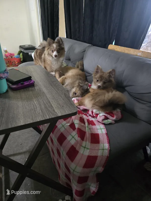 Nifty – Pomeranian puppy for sale in Ellenton, FL