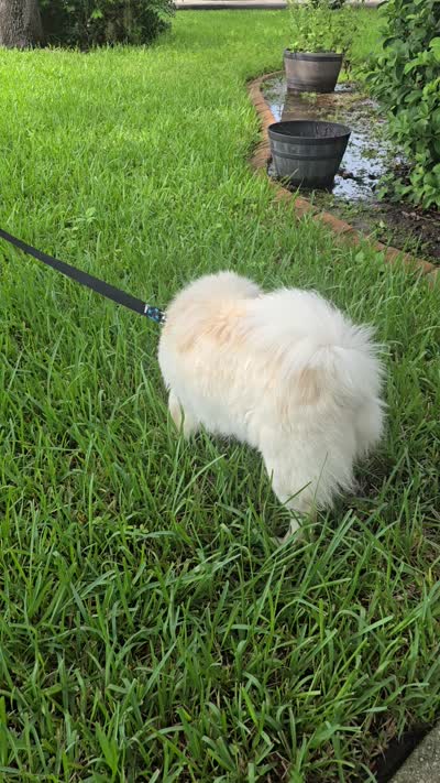 Prade, a female Chow Chow for sale in Ellenton, FL – 7 of 8