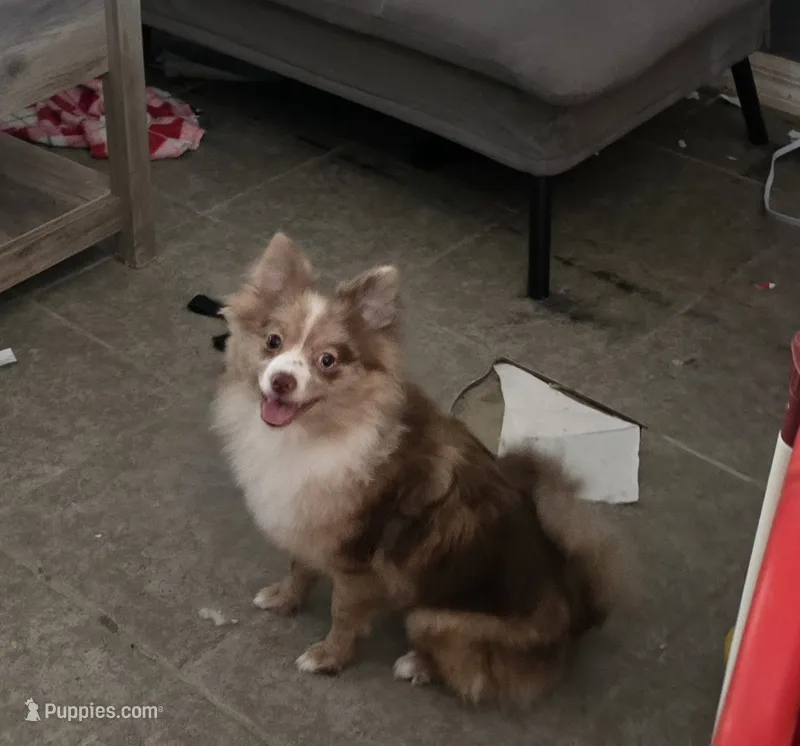 Nifty  – Pomeranian puppy for sale in Ellenton, FL