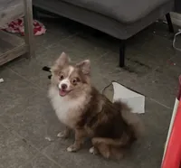 Nifty , a female Pomeranian for sale in Ellenton, FL – 1 of 1