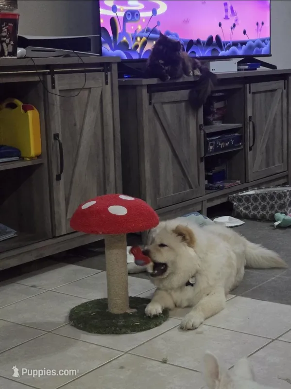 Prada, a female Chow Chow for sale in Ellenton, FL – Photo 1 of 1