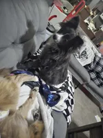 Mochi, a male Pomeranian for sale in Ellenton, FL – Photo 2 of 3