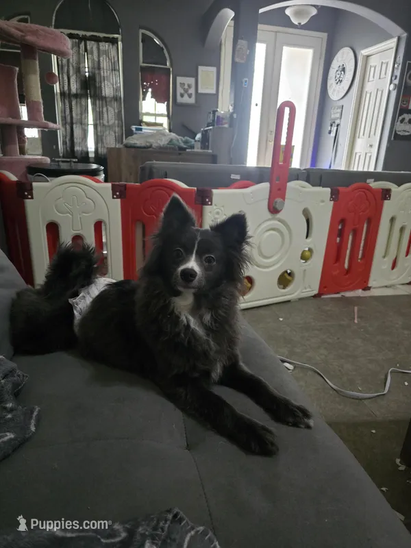Mochi – Pomeranian puppy for sale in Ellenton, FL