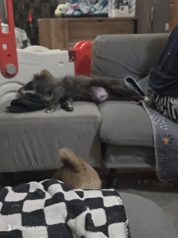 Mochi – Pomeranian puppy for sale in Ellenton, FL