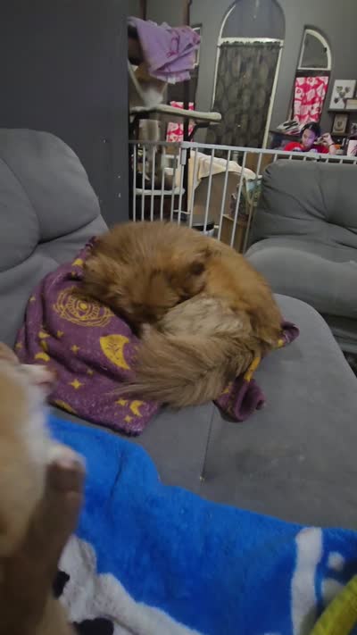 Aki, a female Pomeranian for sale in Ellenton, FL – 3 of 3