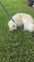 Prade, a female Chow Chow for sale in Ellenton, FL – 8 of 8