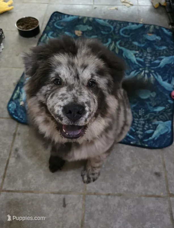 Tadashi – Chow Chow puppy for sale in Ellenton, FL