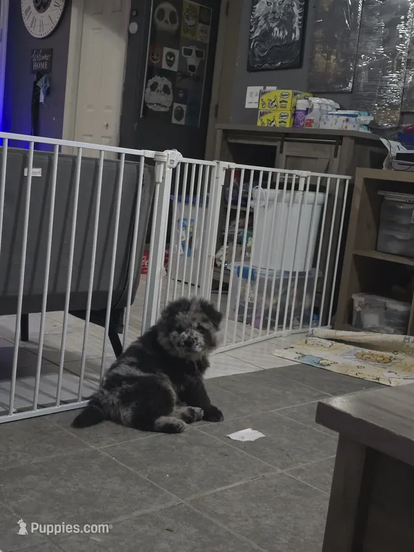 Tadashi – Chow Chow puppy for sale in Ellenton, FL