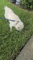 Prade, a female Chow Chow for sale in Ellenton, FL – 6 of 8