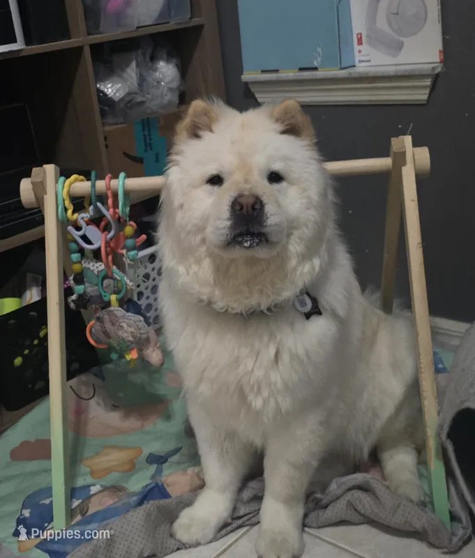 Prade – Chow Chow puppy for sale in Ellenton, FL