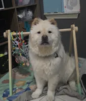 Prade, a female Chow Chow for sale in Ellenton, FL – 1 of 1