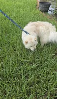 Prade, a female Chow Chow for sale in Ellenton, FL – 4 of 8