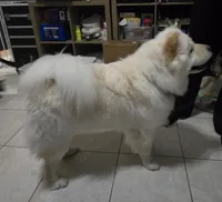 Prade, a female Chow Chow for sale in Ellenton, FL – 3 of 8