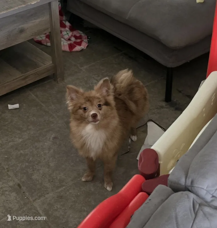 Aki – Pomeranian puppy for sale in Ellenton, FL