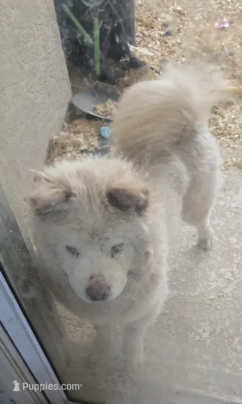 Dior – Chow Chow puppy for sale in Ellenton, FL