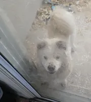 Dior, a female Chow Chow for sale in Ellenton, FL – Photo 2 of 3