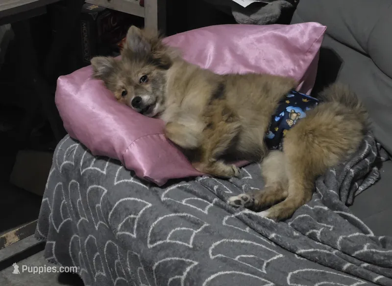 Nemo – Pomeranian puppy for sale in Ellenton, FL