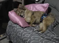 Nemo, a male Pomeranian for sale in Ellenton, FL – Photo 1 of 3