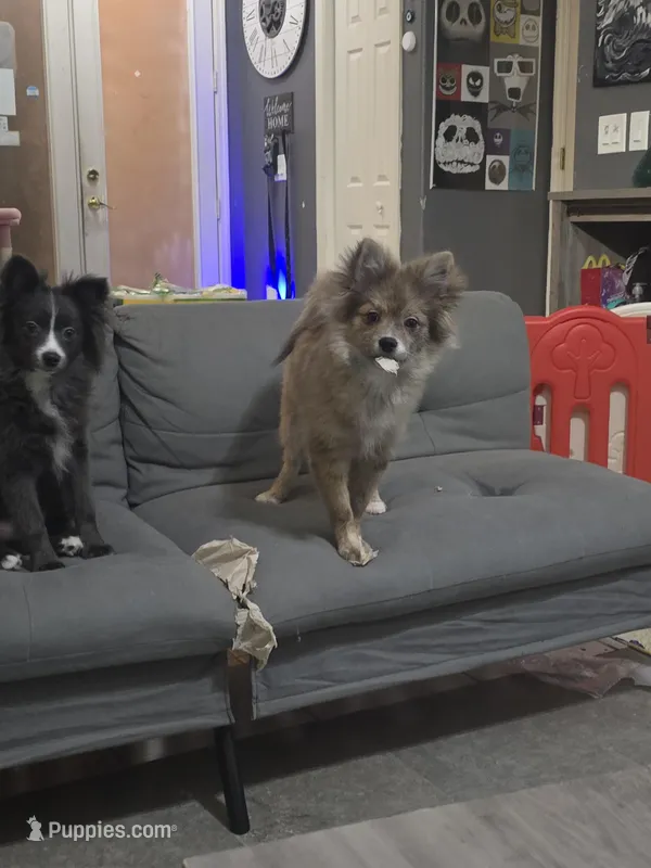 Nemo – Pomeranian puppy for sale in Ellenton, FL
