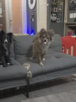 Nemo, a male Pomeranian for sale in Ellenton, FL – Photo 2 of 3