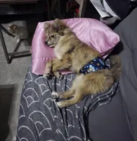 Nemo, a male Pomeranian for sale in Ellenton, FL – Photo 3 of 3