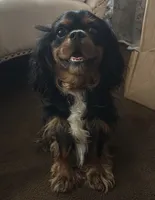 Scotty, a male Cavalier King Charles Spaniel for sale in Ann Arbor, MI – 2 of 3