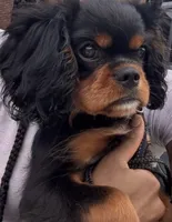 Scotty, a male Cavalier King Charles Spaniel for sale in Ann Arbor, MI – 1 of 3