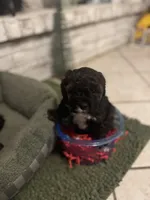 Johnny, a male Poodle - Miniature  for sale in Nacogdoches, TX – Photo 2 of 5