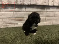 Johnny, a male Poodle - Miniature  for sale in Nacogdoches, TX – Photo 1 of 5