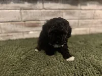 Johnny, a male Poodle - Miniature  for sale in Nacogdoches, TX – Photo 4 of 5
